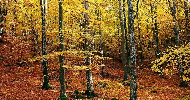 Les tribus berbères face à la modernité : entre oubli et renaissance